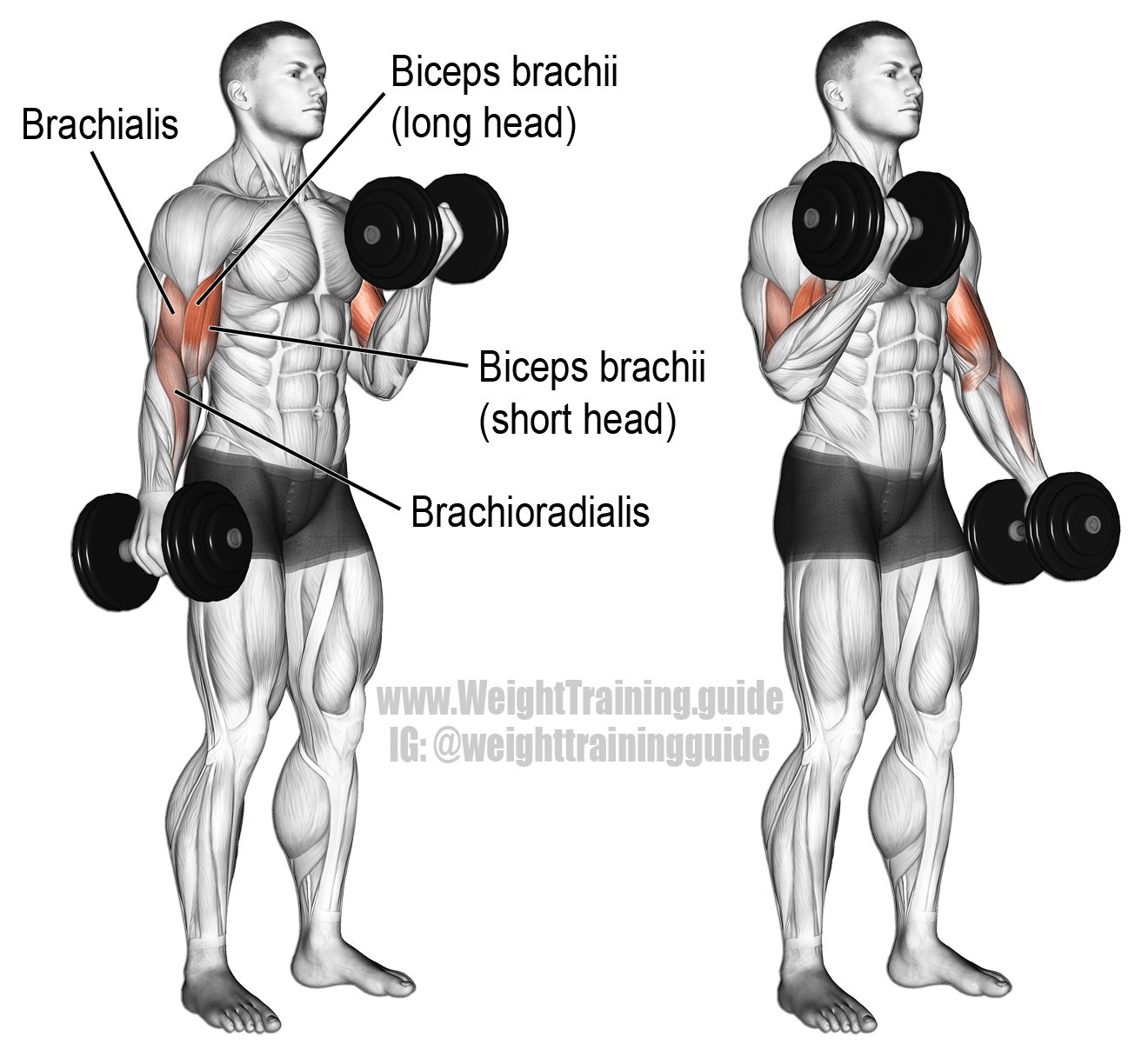 dumbbell-alternate-biceps-curl Dumbbell Biceps Curl